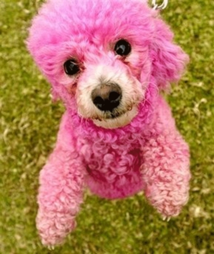 Пудель с цветами. Пудель. Розовая собачка. Розовый пудель. Собака пудель розовая.
