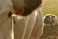 Krava iz Pančeva daje 81 litar mlijeka dnevno