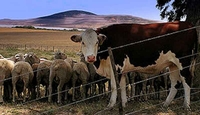 Rusija uvodi zabranu uvoza žive stoke iz EU