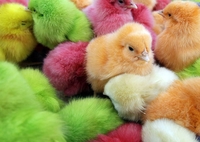 Либанци прије Васкрса продају шарене пилиће