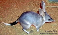 U Australiji odzvonilo uskršnjem zeki?