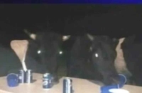 Краве упале на журку и попиле пиво VIDEO