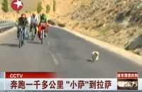Пас пратио бициклисте 1.700 километара VIDEO