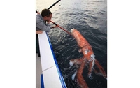 Снимио лигњу дугу четири метра, коју је затим прождрала ајкула VIDEO