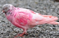 Roze golub iz sjevernog Londona misterija za naučnike