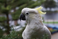 Papagaj koji psuje komšije (VIDEO)