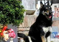 Pas Kapitan šest godina čuva grob svog vlasnika VIDEO