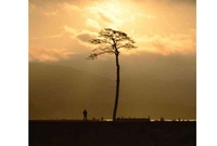 “Čudesni bor”, koji je odolio cunamiju ide na konzervaciju