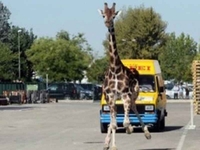 Žirafa pobjegla iz cirkusa i izazvala haos