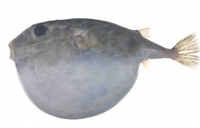 Код Дубровника упецана једна од најотровнијих риба