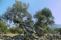 Продатo маслиново дрво старо 2.000 година