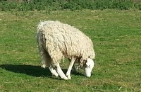 Наопака овца