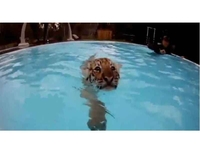 Mjesto gdje možete plivati sa tigrovima
