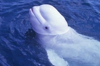 Бијели кит научио да прича људским гласом