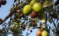 Пронађене коштице маслине старе 2.500 год.