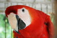 Zašto papagaji imitiraju ljudski govor?
