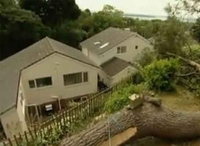 Исјекао комшији дрво јер му је из каде заклањало поглед на море!