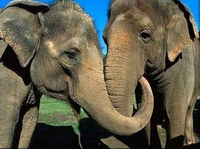 Votka spasila slonove od zime