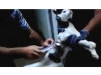 Uhvatili mačku koja je zatvorenicima nosila pribor za bjekstvo