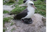 Albatros star 62 godine izlegao pile
