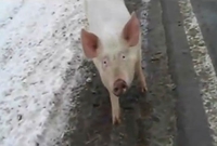 Odbjegla svinja pronašla dom 