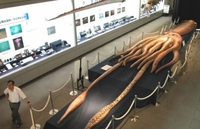 Тајна џиновских лигњи, највећих бескичмењака на свијету