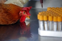 Вирус H7N9 на људе прелази с кокошки