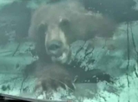 Medvjed sjeo za volan i prepao vlasnika automobila