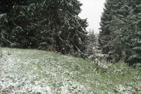 Snijeg na Kopaoniku