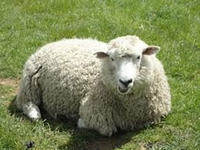 Овца за Ајпод