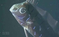 Ријетка гигантска риба снимљена у Мексичком заливу! 
