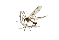 Najveći mitovi o komarcima