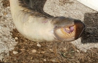 У Неретви уловљена једна од најрјеђих риба на свијету