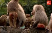 Majmuni u zoološkom vrtu bojkotuju posjetioce
