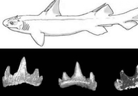 Нађени фосили праисторијске ајкуле са ђавољим роговима