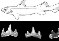 Nađeni fosili praistorijske ajkule sa đavoljim rogovima