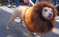 Zoološki vrt prerušio psa u lava