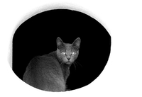 Зашто мачкама очи сијају у мраку?