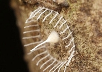 Misterija u Amazonu: Minijaturne bele kule na drveću zbunjuju naučnike