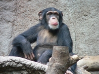 Шимпанзе имају боље памћење од људи