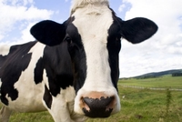 Činjenica o kravama koje niste znali