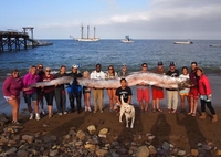 Откривена морска змија дугачка преко 5 метара