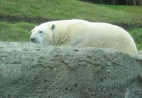 Mitski jeti je potomak polarnog medveda?