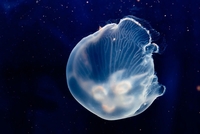 Oткуд медузе у Земљиној орбити?