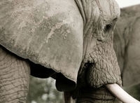 Дјевојка тврди да може да прича са слоновима