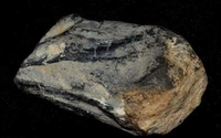 Откривен дио хоботнице дуге 30 метара и стар 250 милиона година 