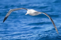 Zašto albatros leti toliko dugo?