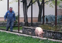 Trebinje: Potjera za odbjeglom svinjom