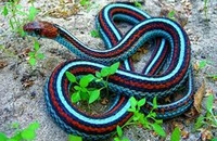 U Jaroslavlju se bira najljepša zmija na svijetu