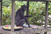 I šimpanze vole da pripremaju hranu